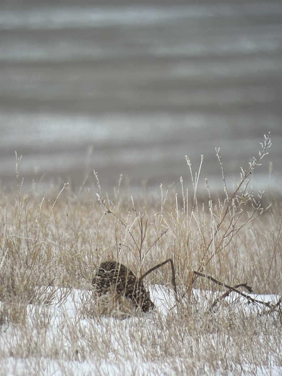 sýček králičí - ML646191057