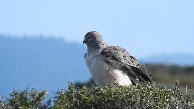 Northern Harrier - ML646191058