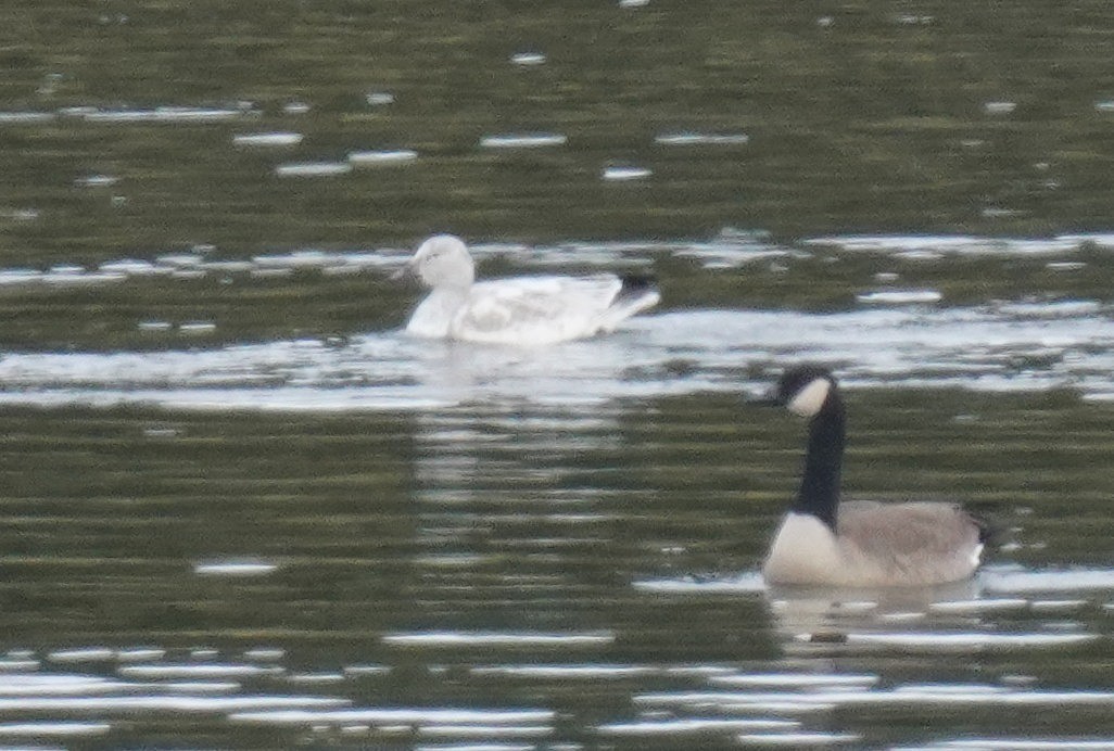 Snow Goose - ML646191063