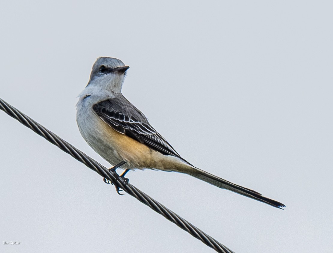 Scissor-tailed Flycatcher - ML646191064