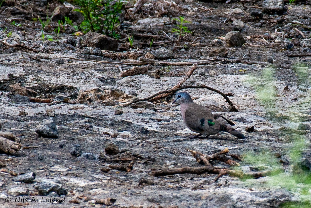 Emerald-spotted Wood-Dove - ML646191066