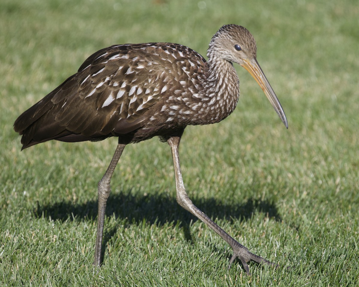 Limpkin (Speckled) - ML646191067