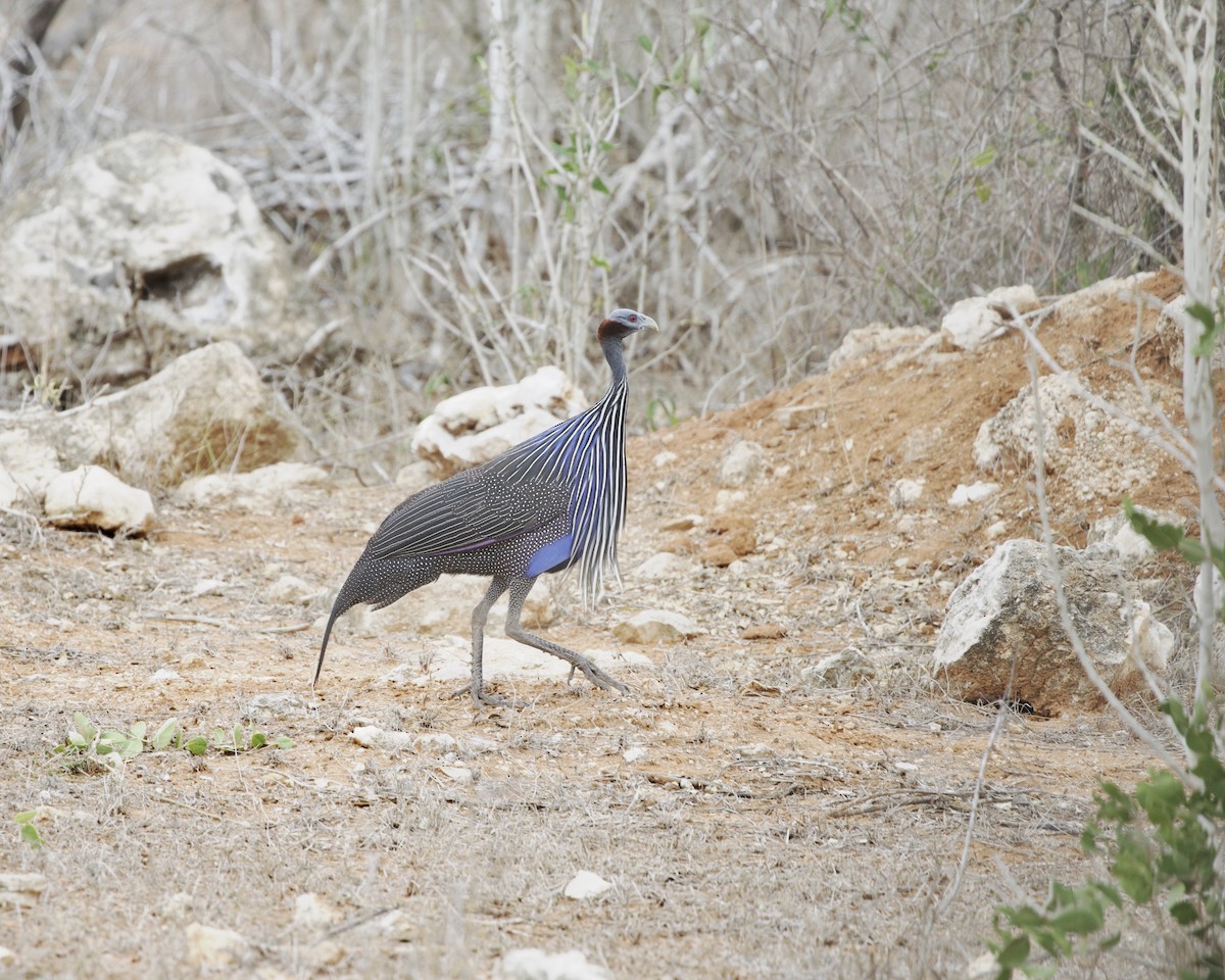 Vulturine Guineafowl - ML646191069