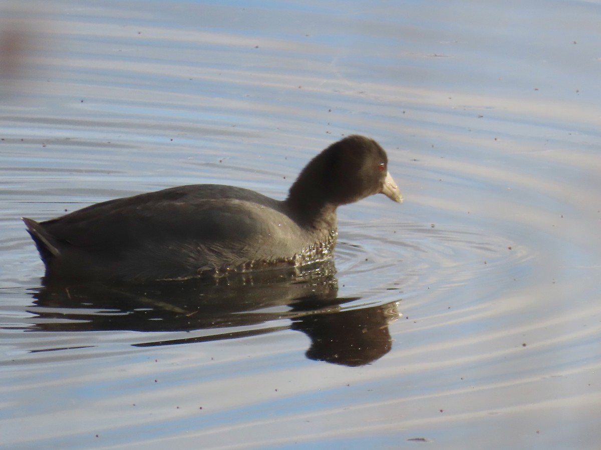 American Coot - ML646191070