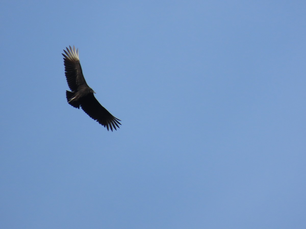 Black Vulture - ML646191071