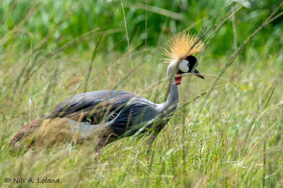 Gray Crowned-Crane - ML646191076