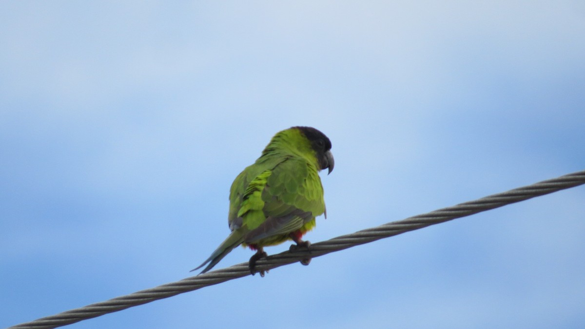 Nanday Parakeet - ML646191077