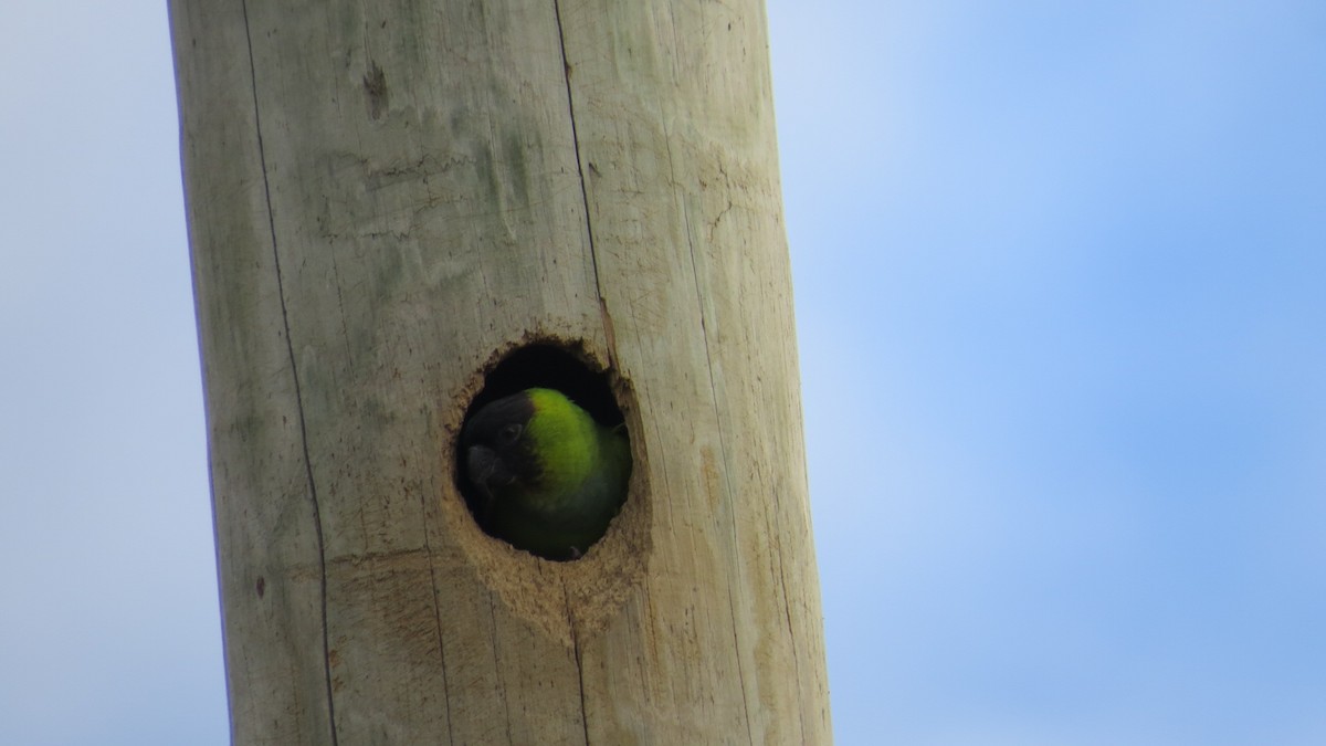 Nanday Parakeet - ML646191078