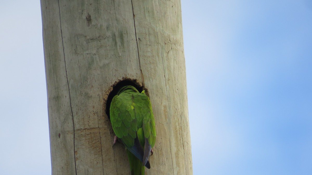 Nanday Parakeet - ML646191079