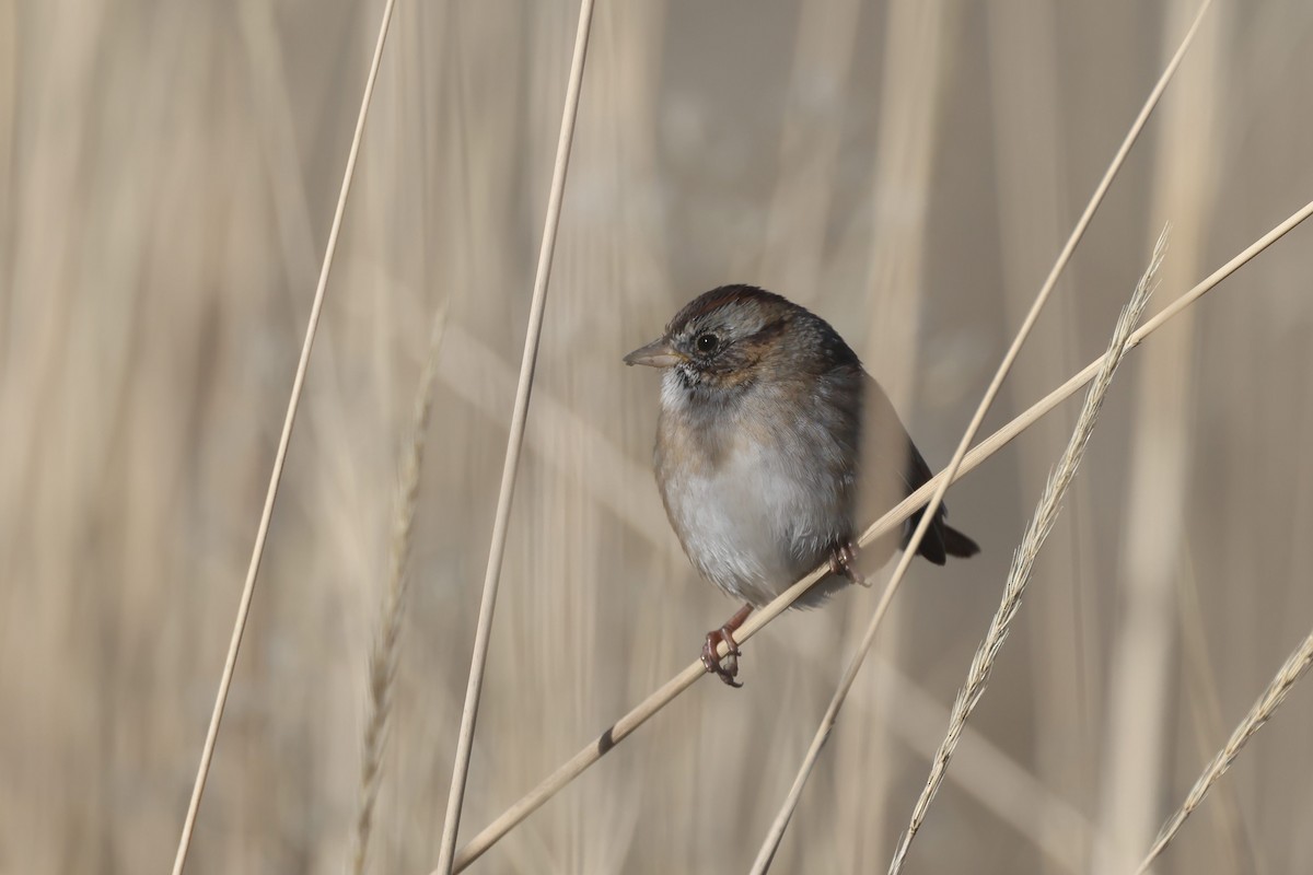 Swamp Sparrow - ML646191080
