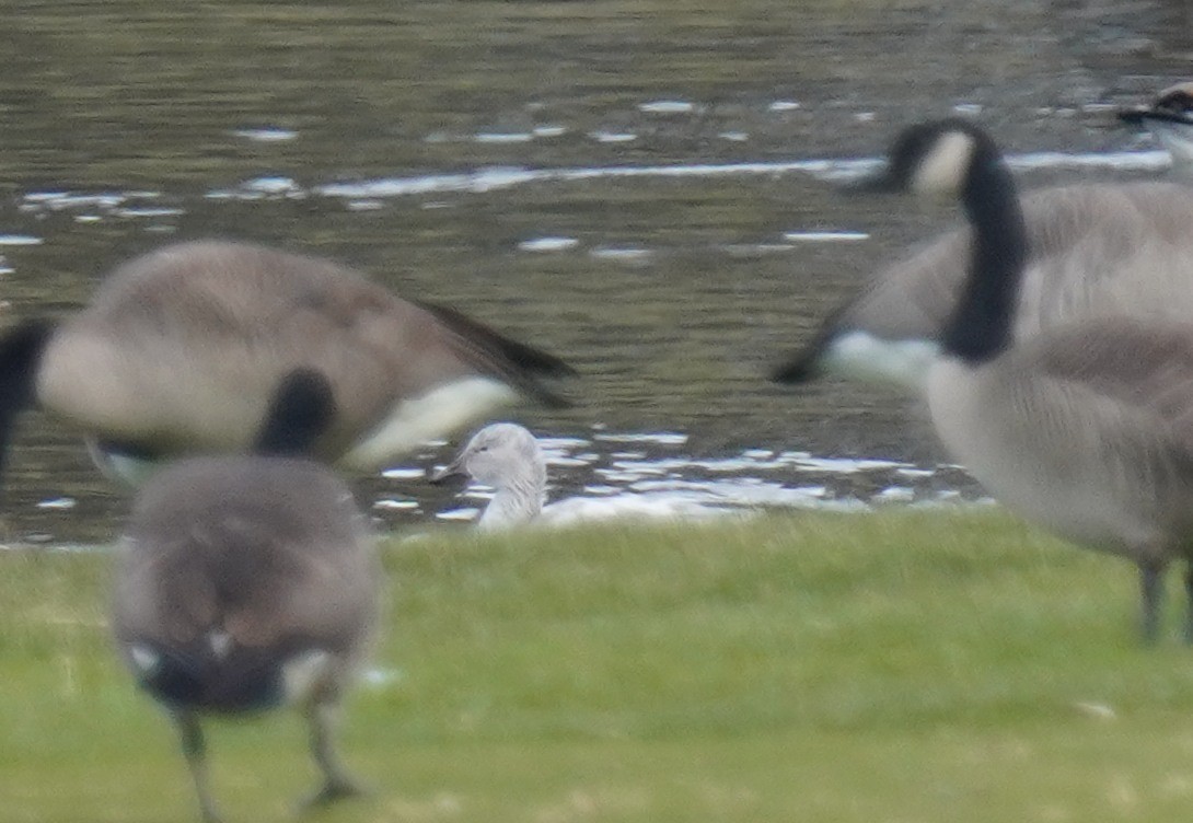 Snow Goose - ML646191084