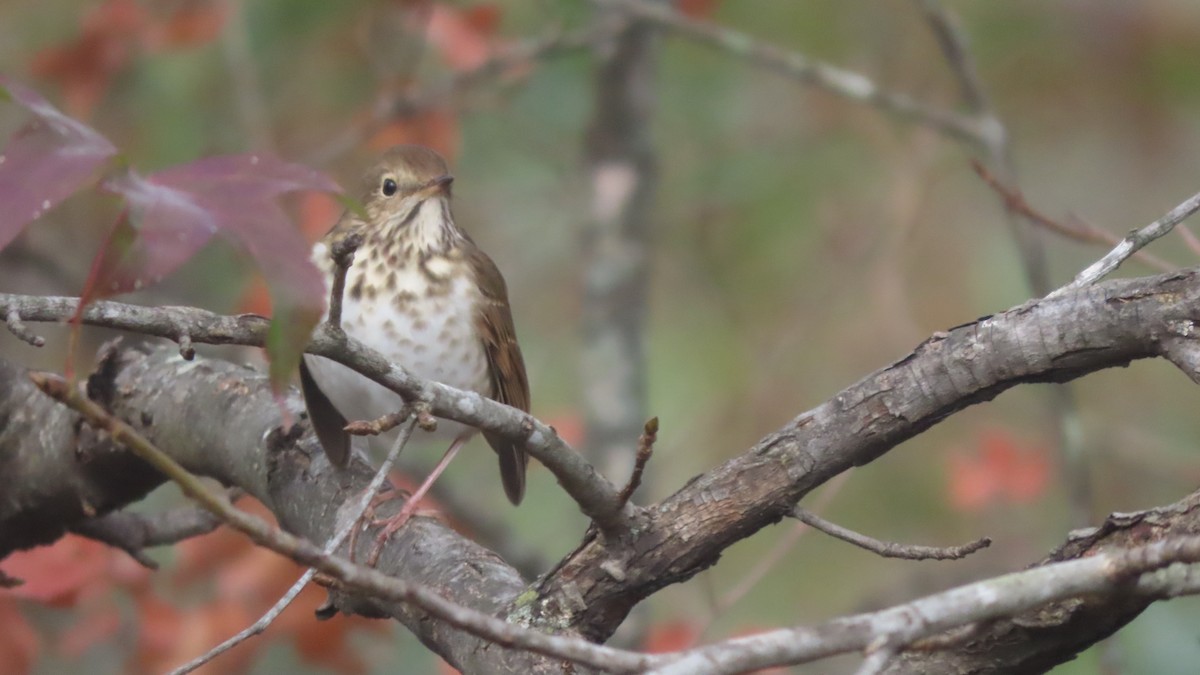 Hermit Thrush - ML646191087