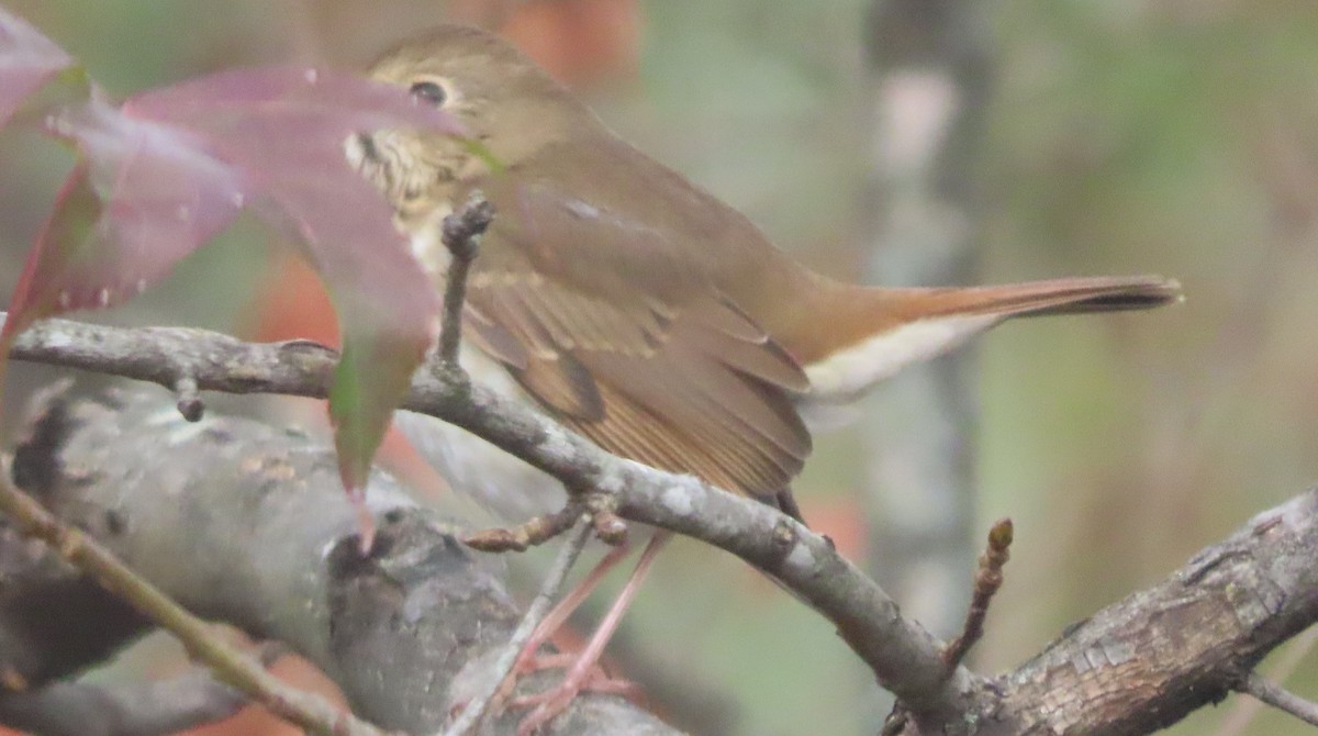 Hermit Thrush - ML646191088