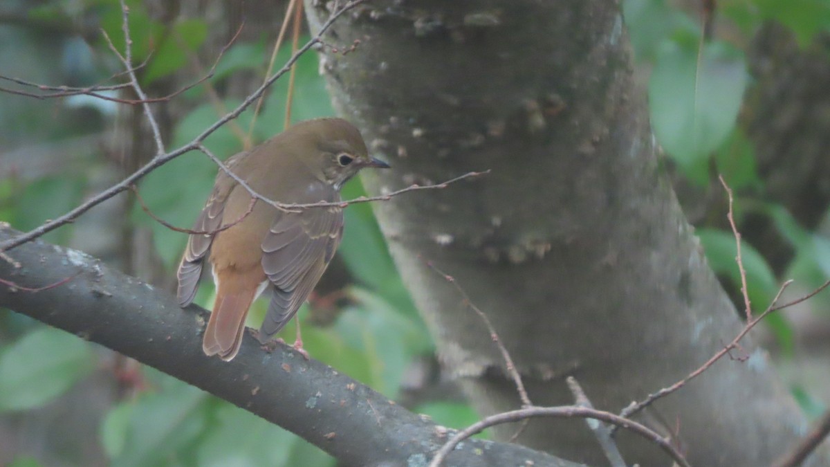 Hermit Thrush - ML646191089