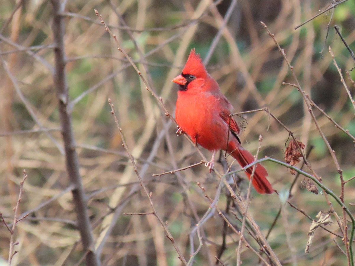 Northern Cardinal - ML646191090