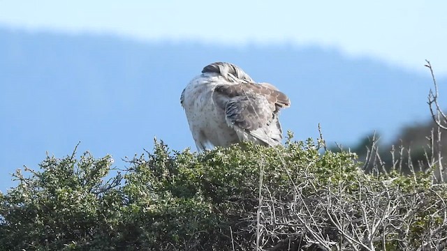 Northern Harrier - ML646191094