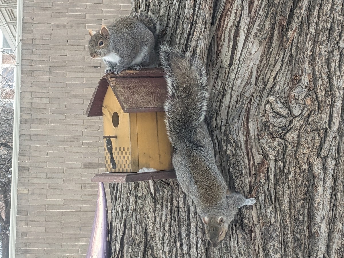 Eastern Gray Squirrel - ML646191095
