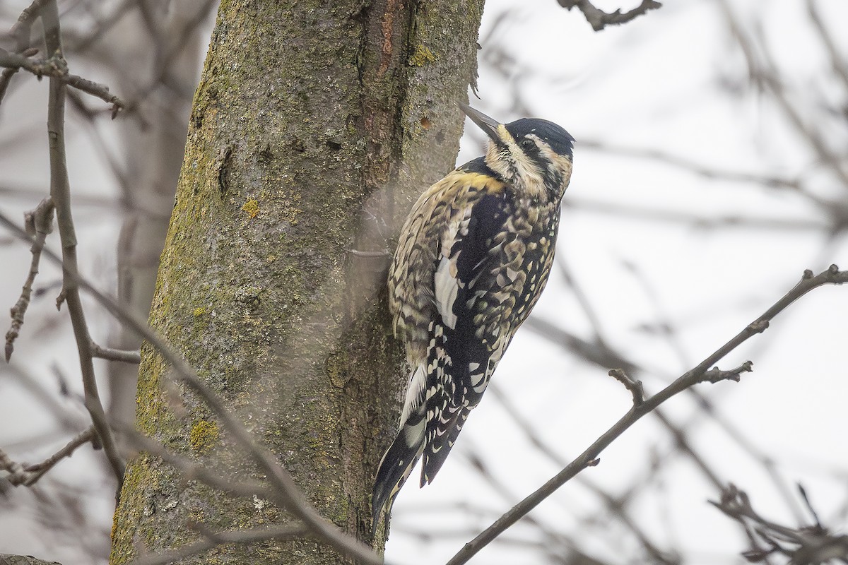 Yellow-bellied Sapsucker - ML646191096