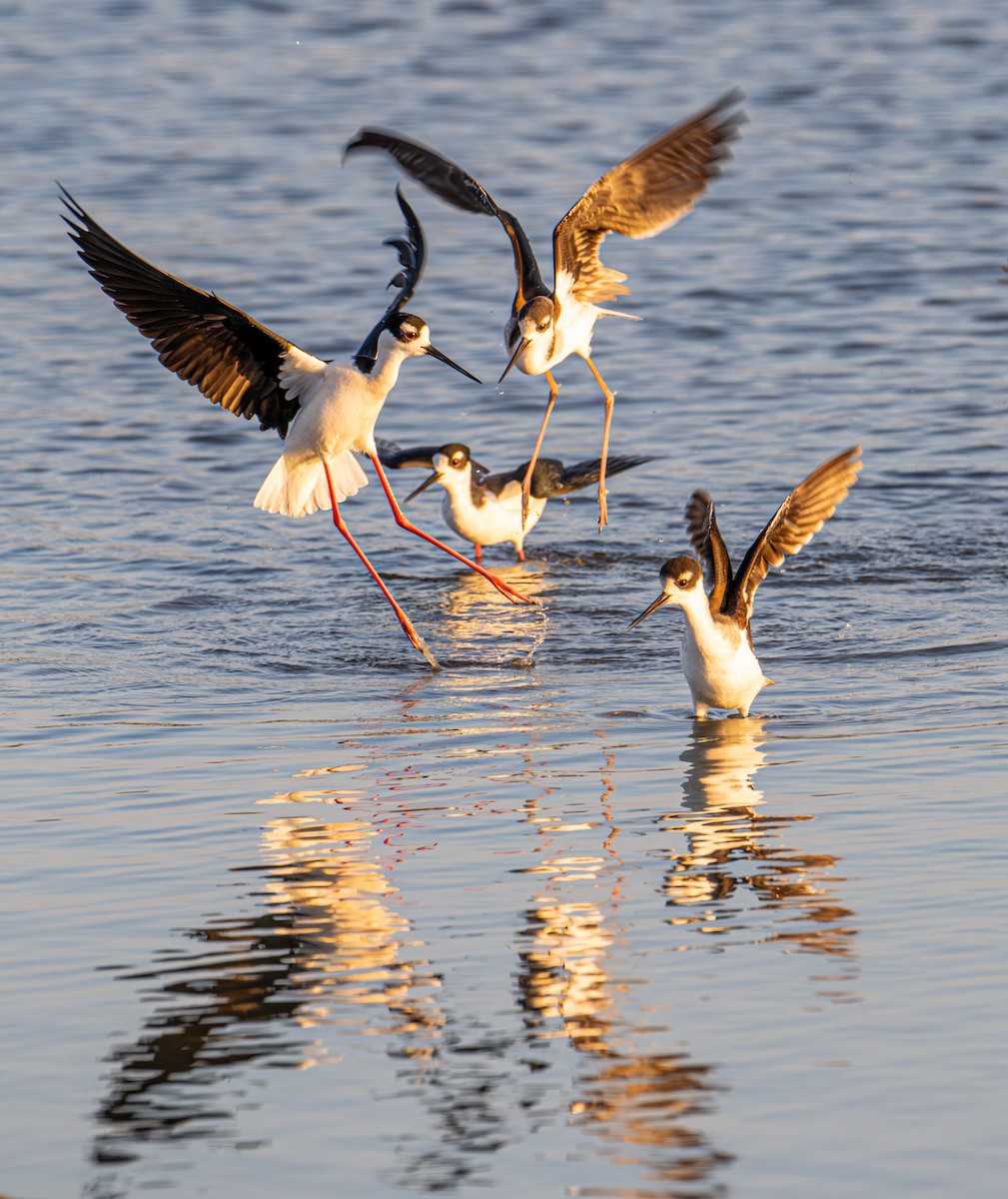 Black-necked Stilt - ML646191100