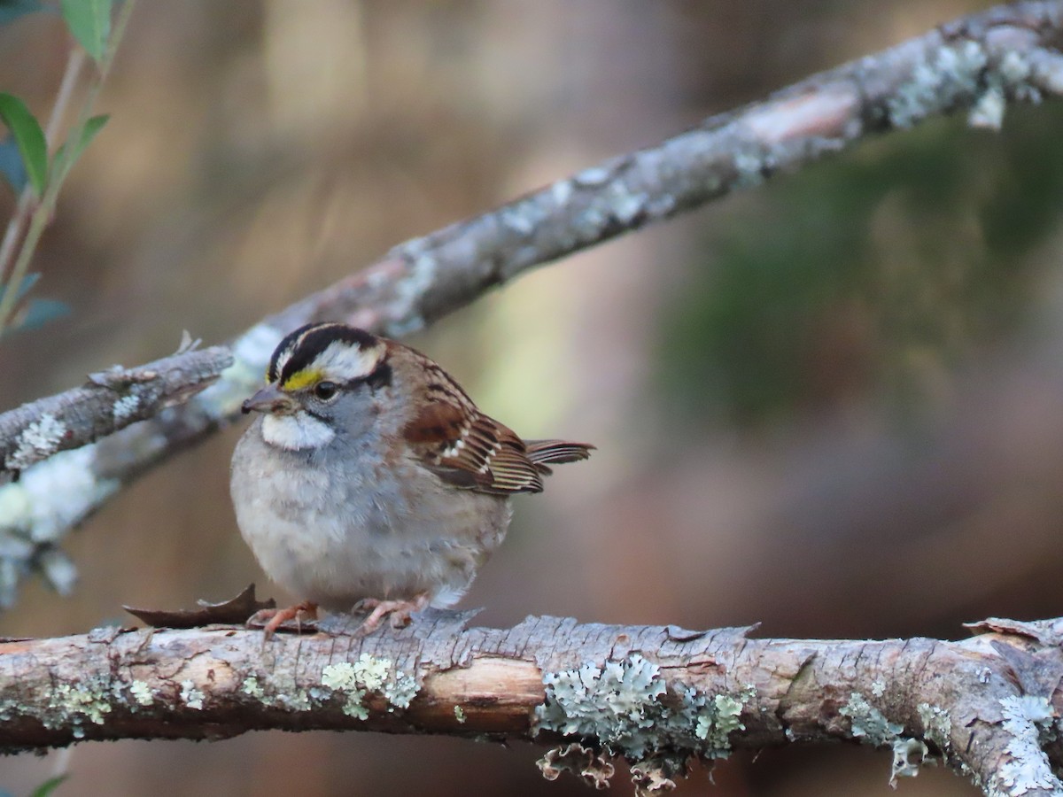 White-throated Sparrow - ML646191101