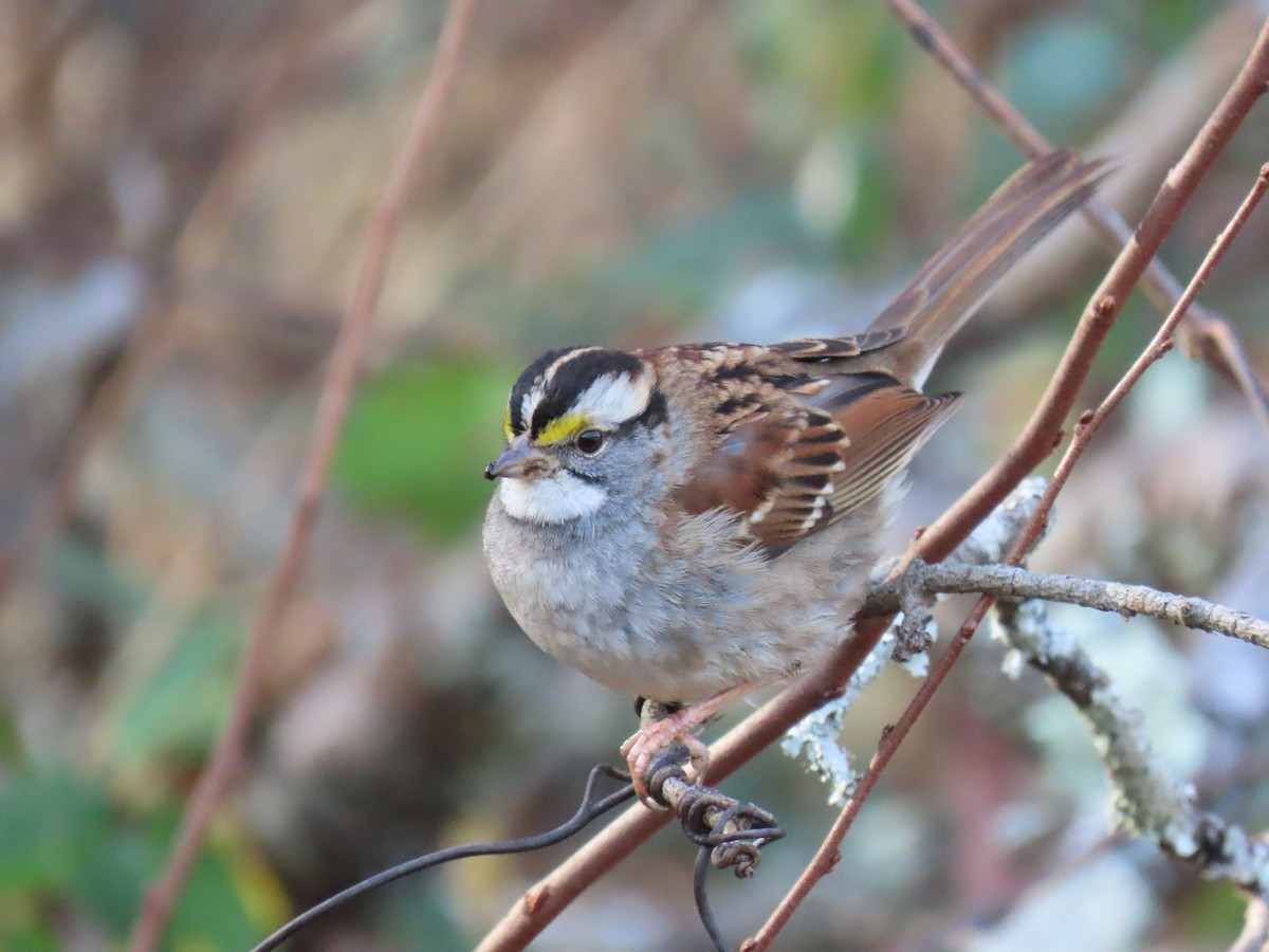 White-throated Sparrow - ML646191102
