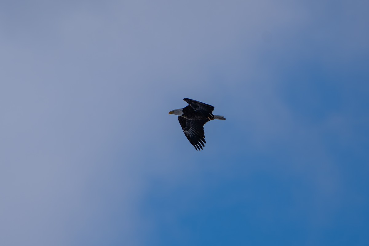 Орлан білоголовий - ML646191103