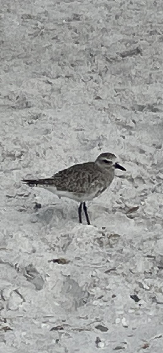 חופזי מנומר - ML646191112