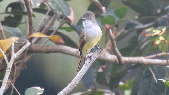 Dusky-capped Flycatcher - ML646191113