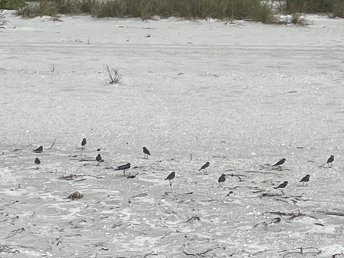 kulík kanadský - ML646191118