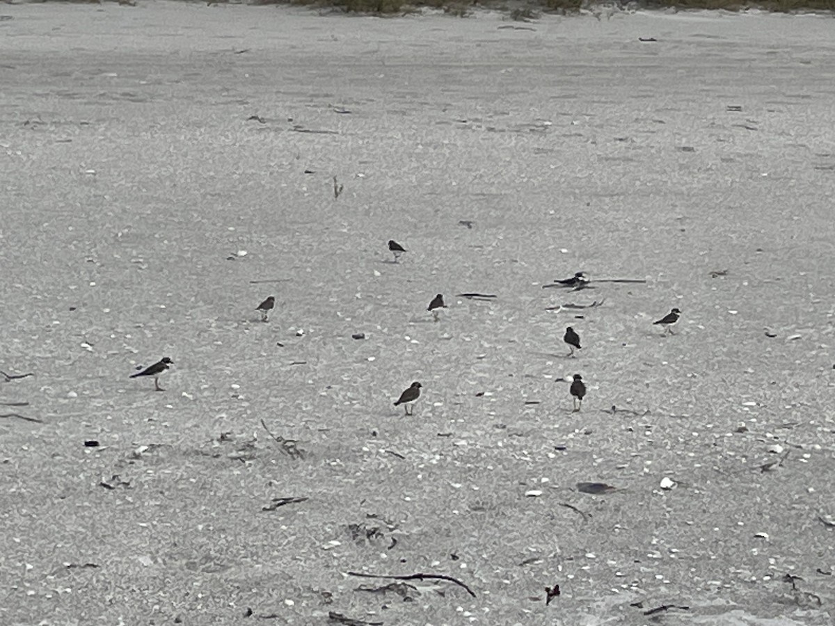 kulík kanadský - ML646191119