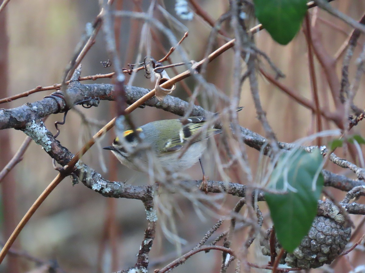 Golden-crowned Kinglet - ML646191121