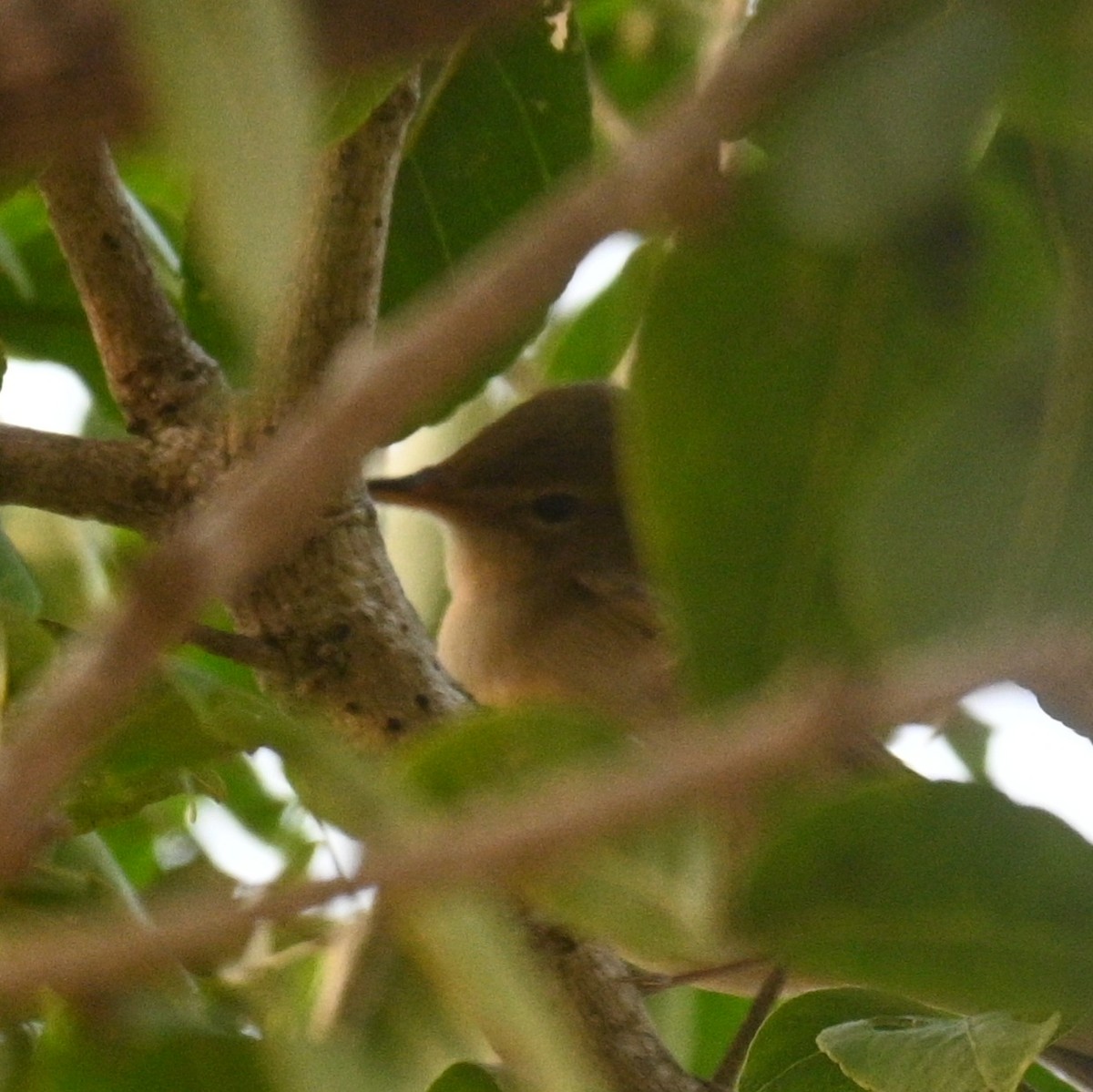 Blyth's Reed Warbler - ML646191126