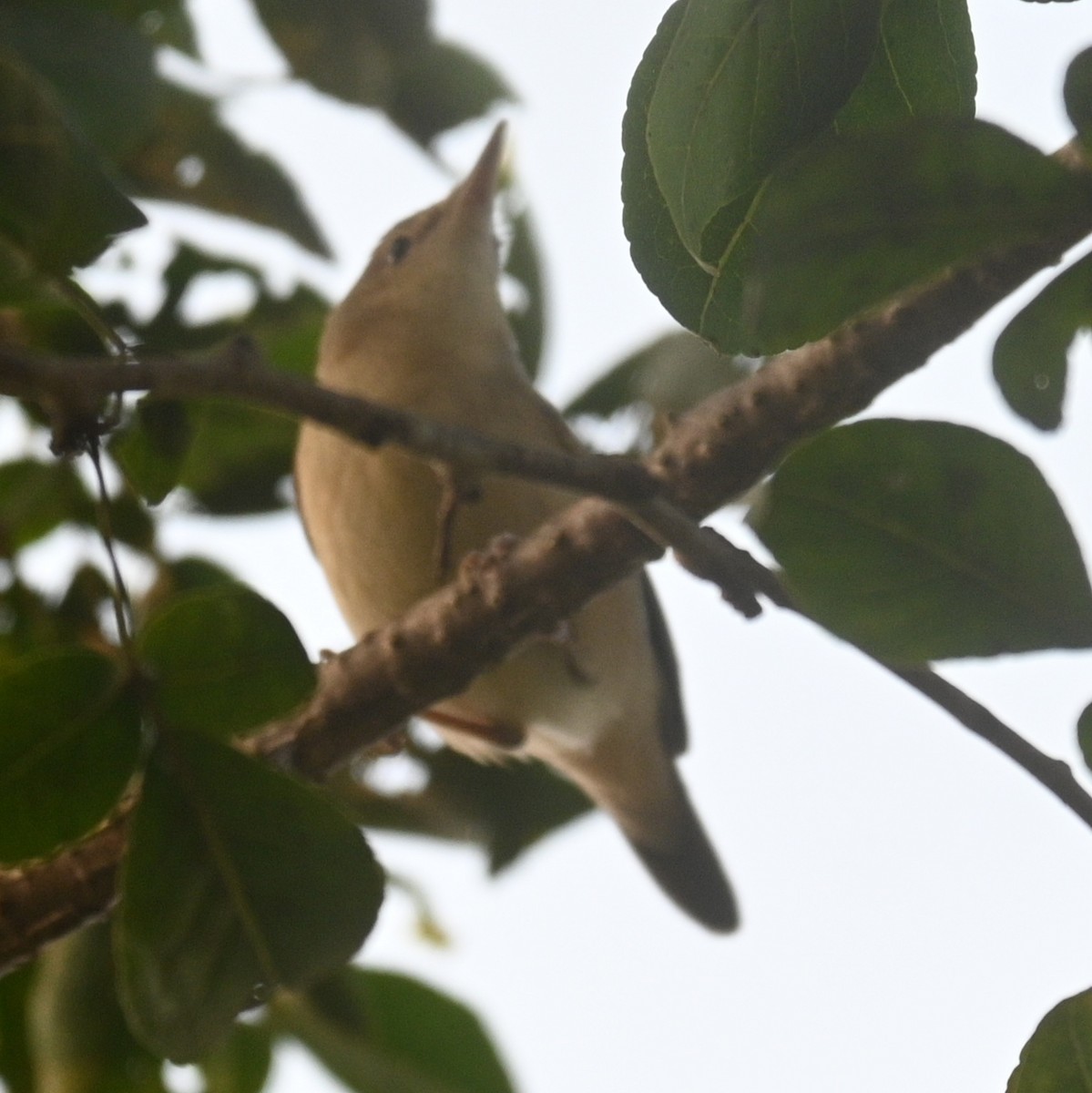 Blyth's Reed Warbler - ML646191127