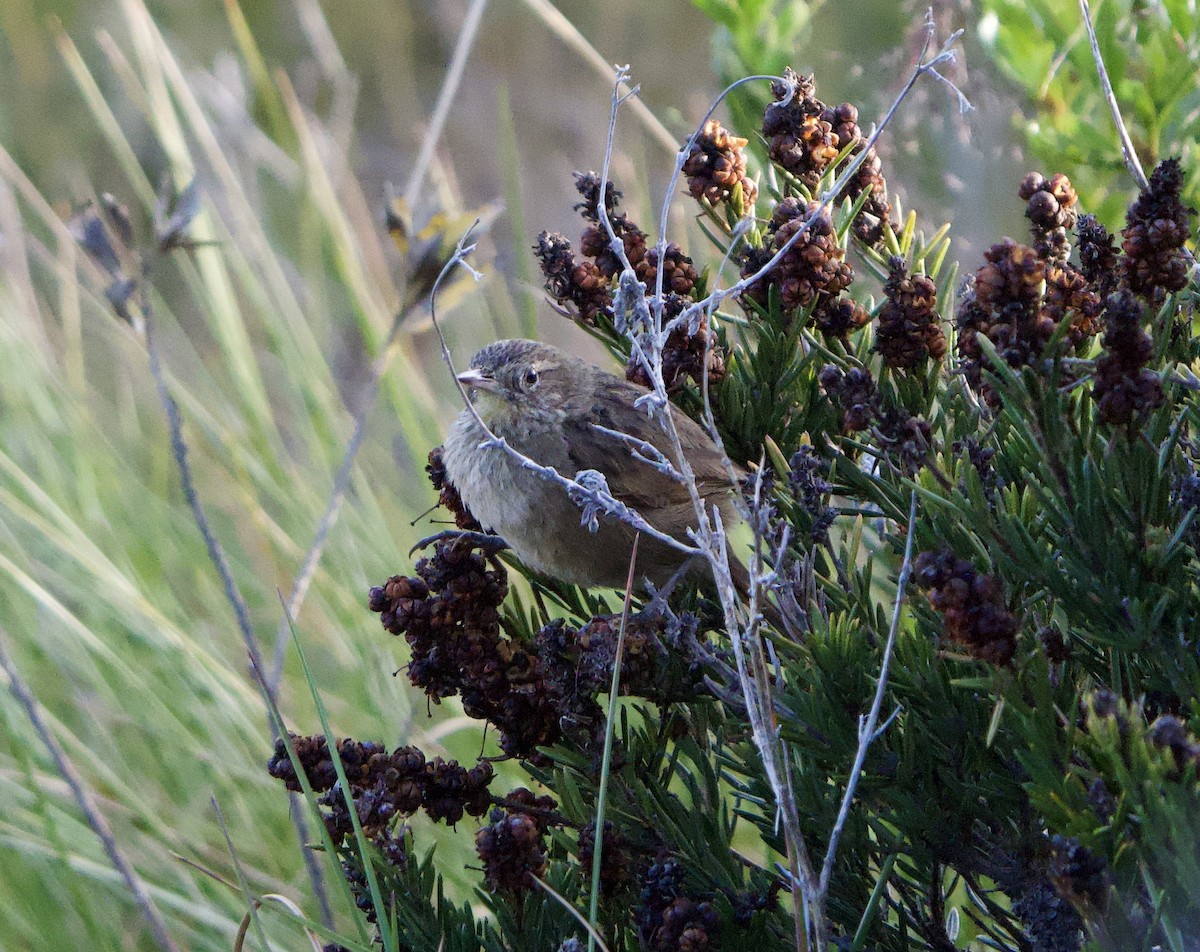 Streak-backed Canastero (Streak-backed) - ML646191128
