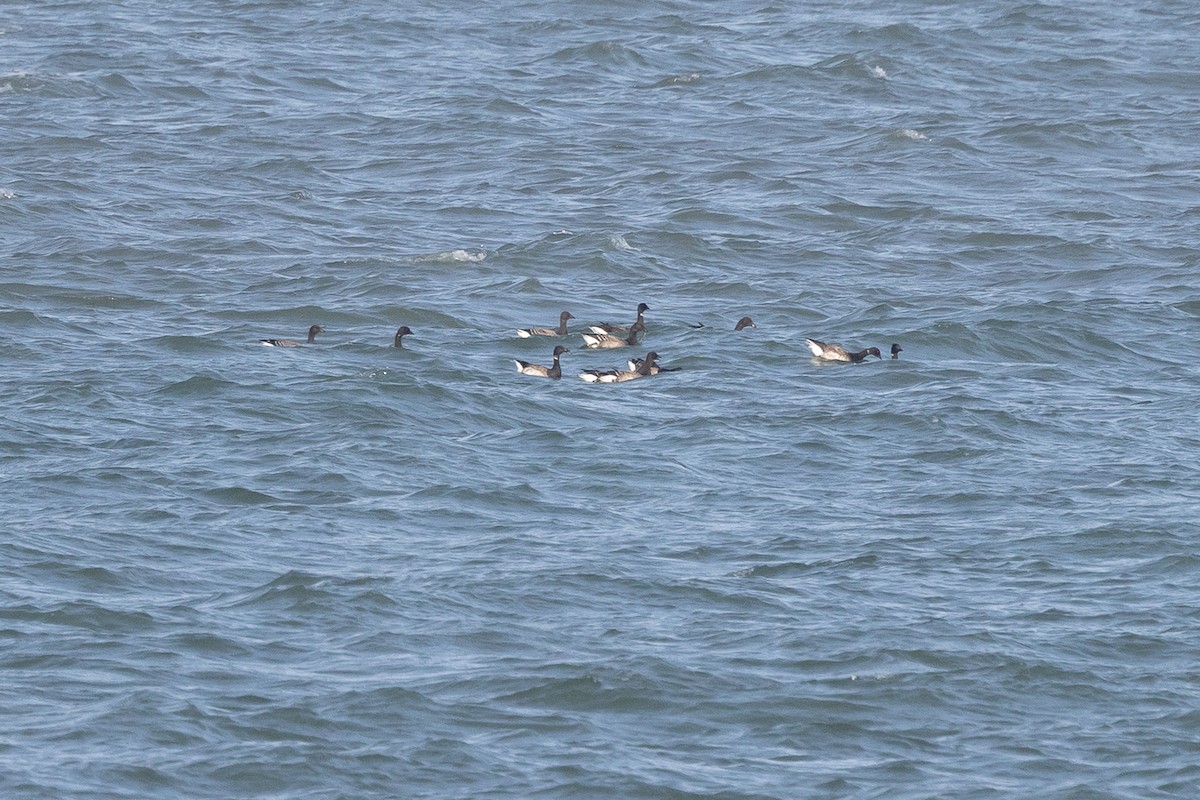 Brant (Pale-bellied) - ML646191129