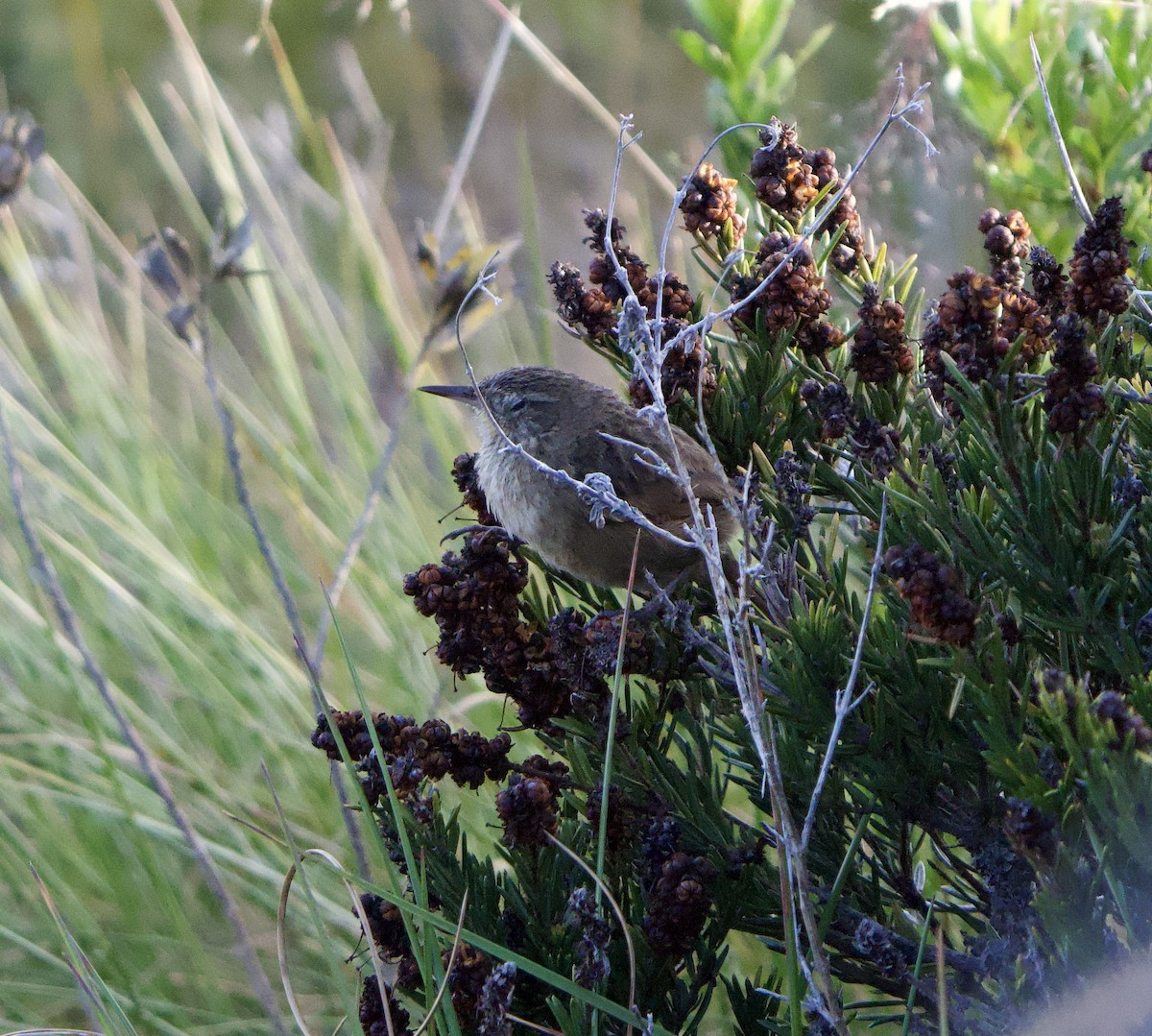 Streak-backed Canastero (Streak-backed) - ML646191130