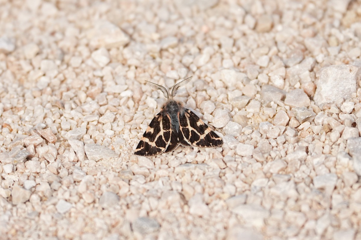 Rambur's Pellicle - ML646191131