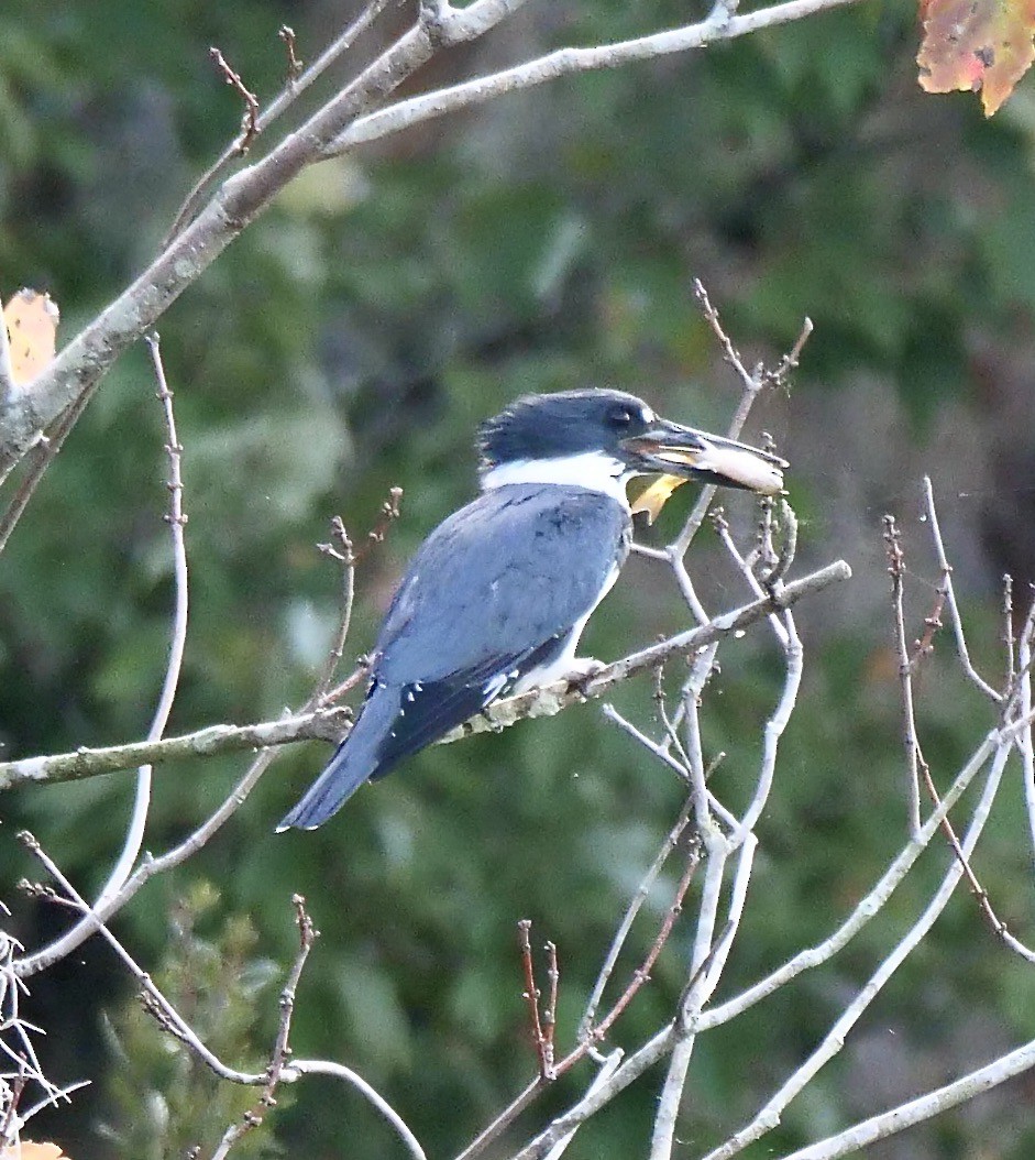 Belted Kingfisher - ML646191133