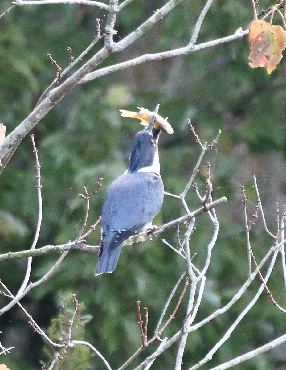 Belted Kingfisher - ML646191134