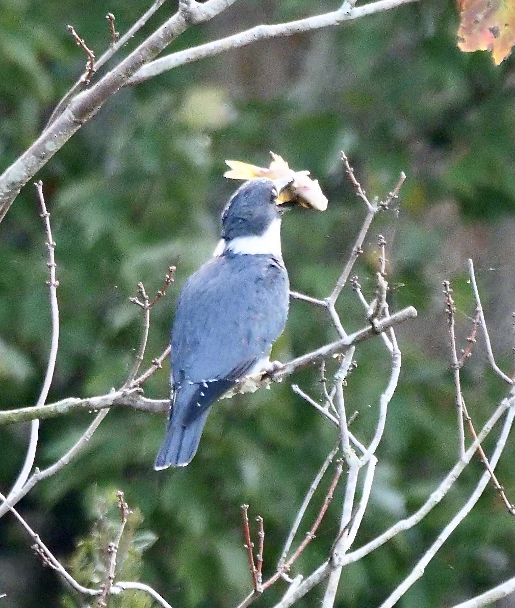Belted Kingfisher - ML646191135