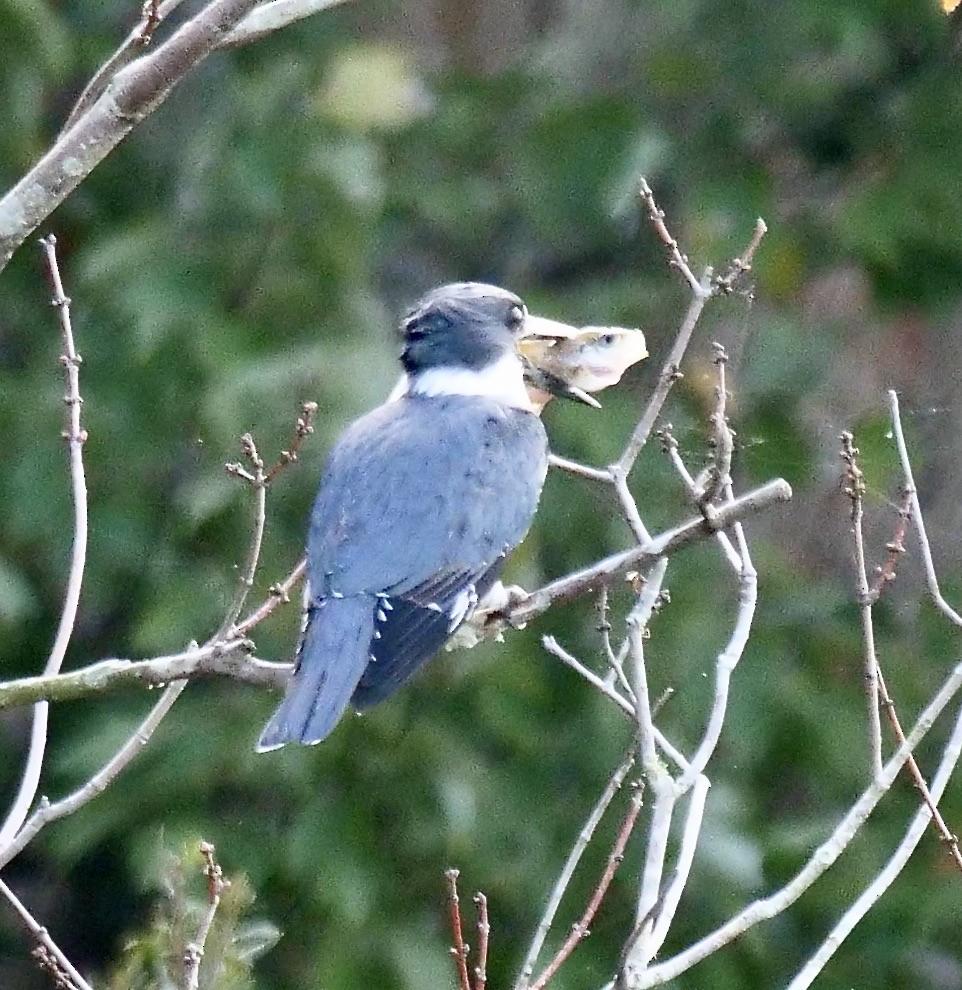 Belted Kingfisher - ML646191136