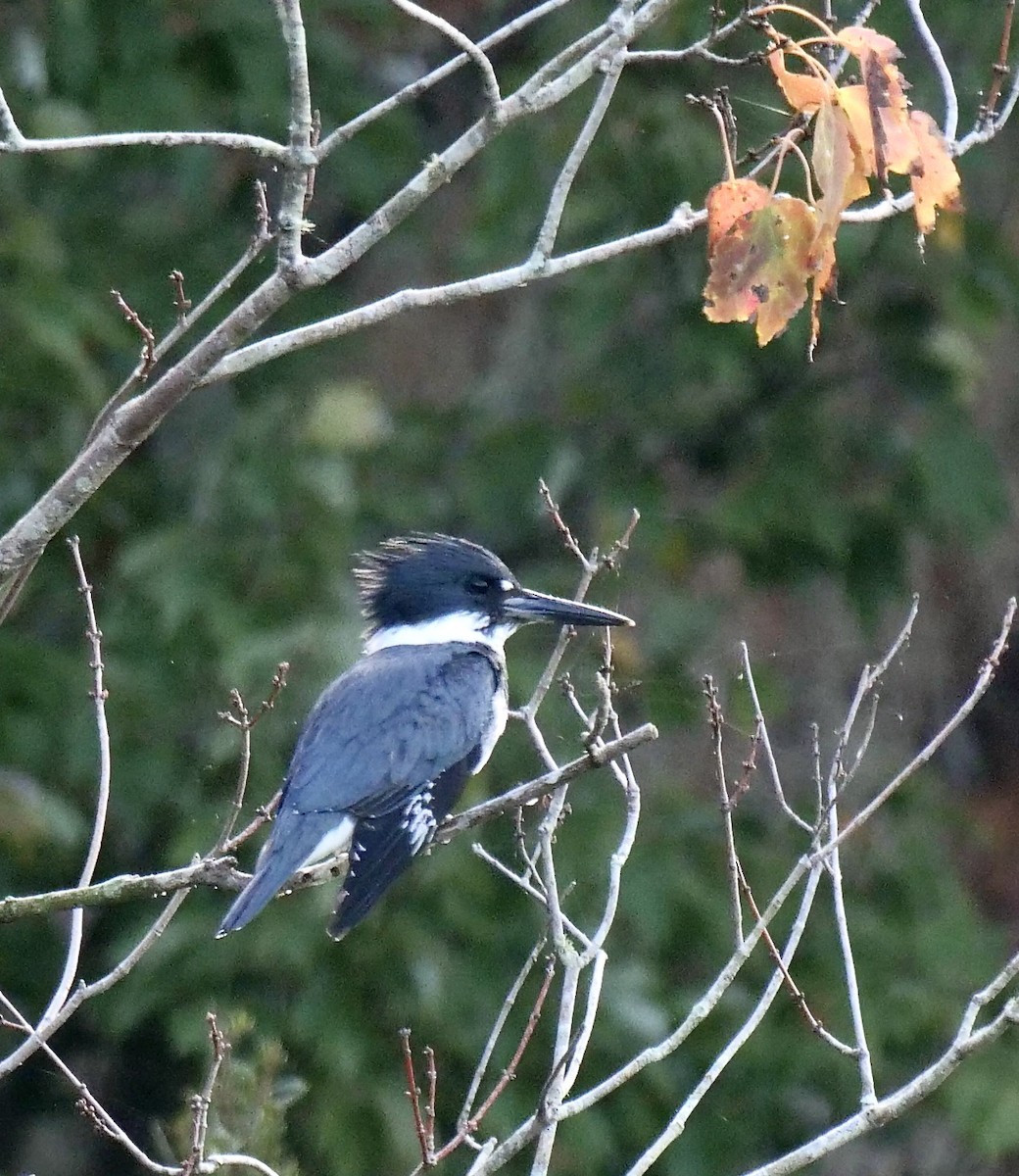 Belted Kingfisher - ML646191137