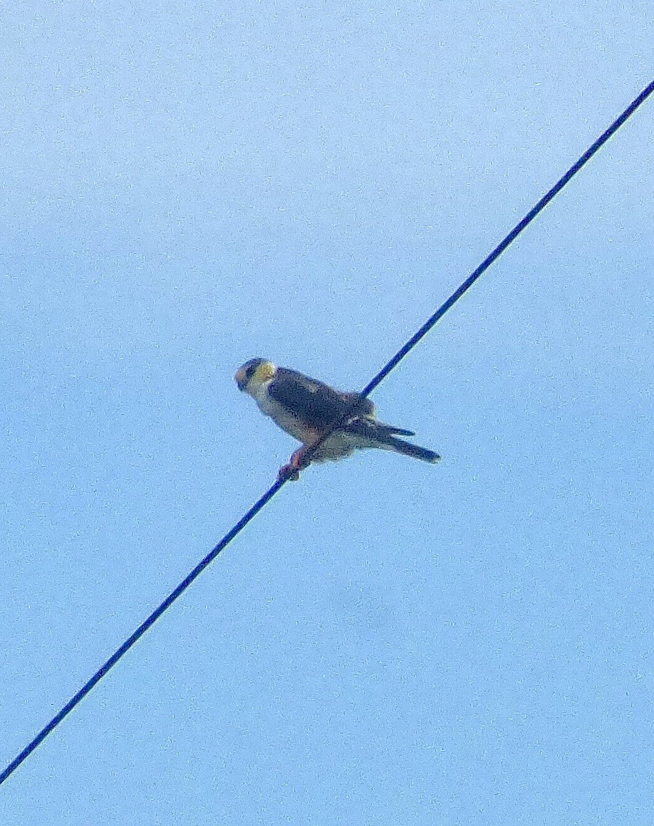 Pearl Kite - ML646191140