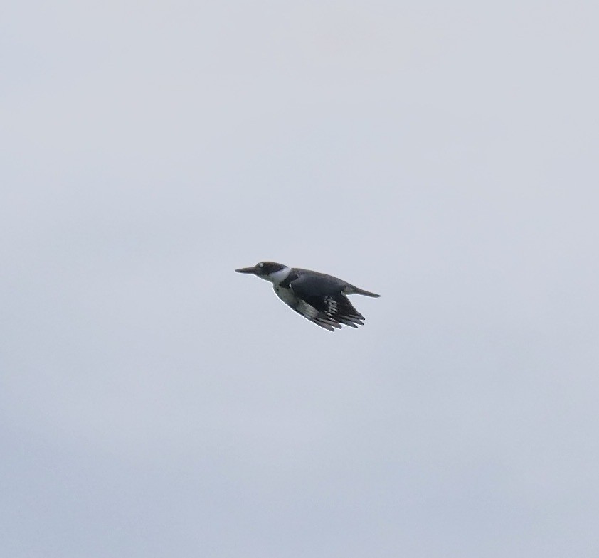 Belted Kingfisher - ML646191141