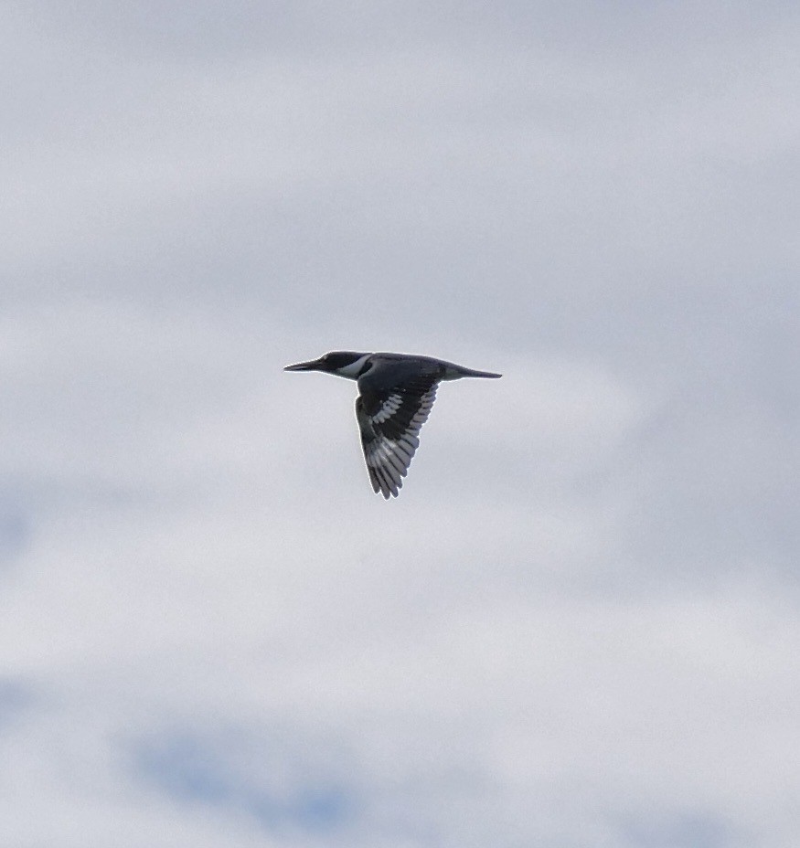Belted Kingfisher - ML646191142