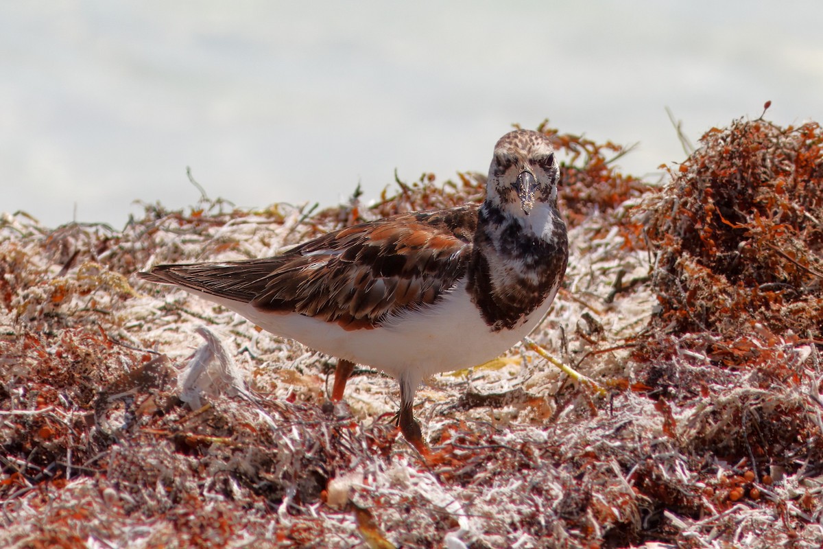 Ruddy Turnstone - ML646191145