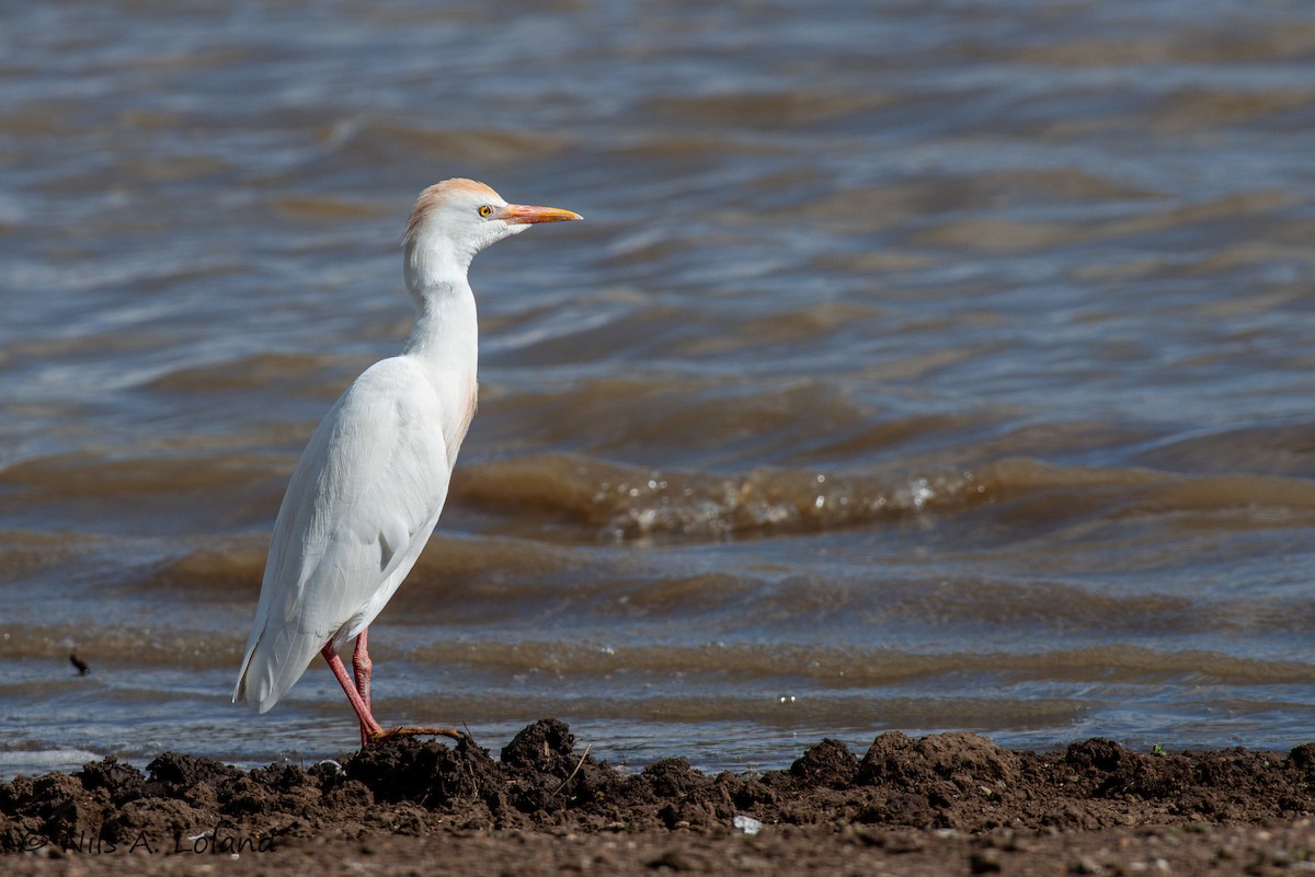 Western Cattle-Egret - ML646191152