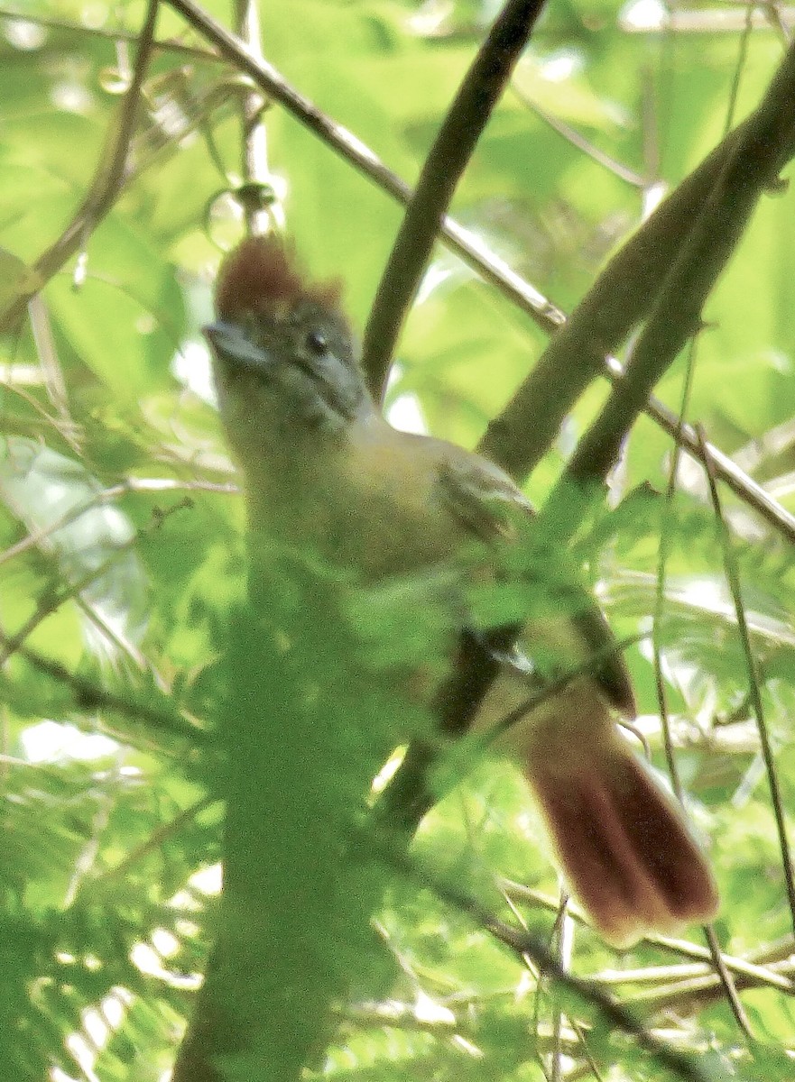 Collared Antshrike - ML646191154