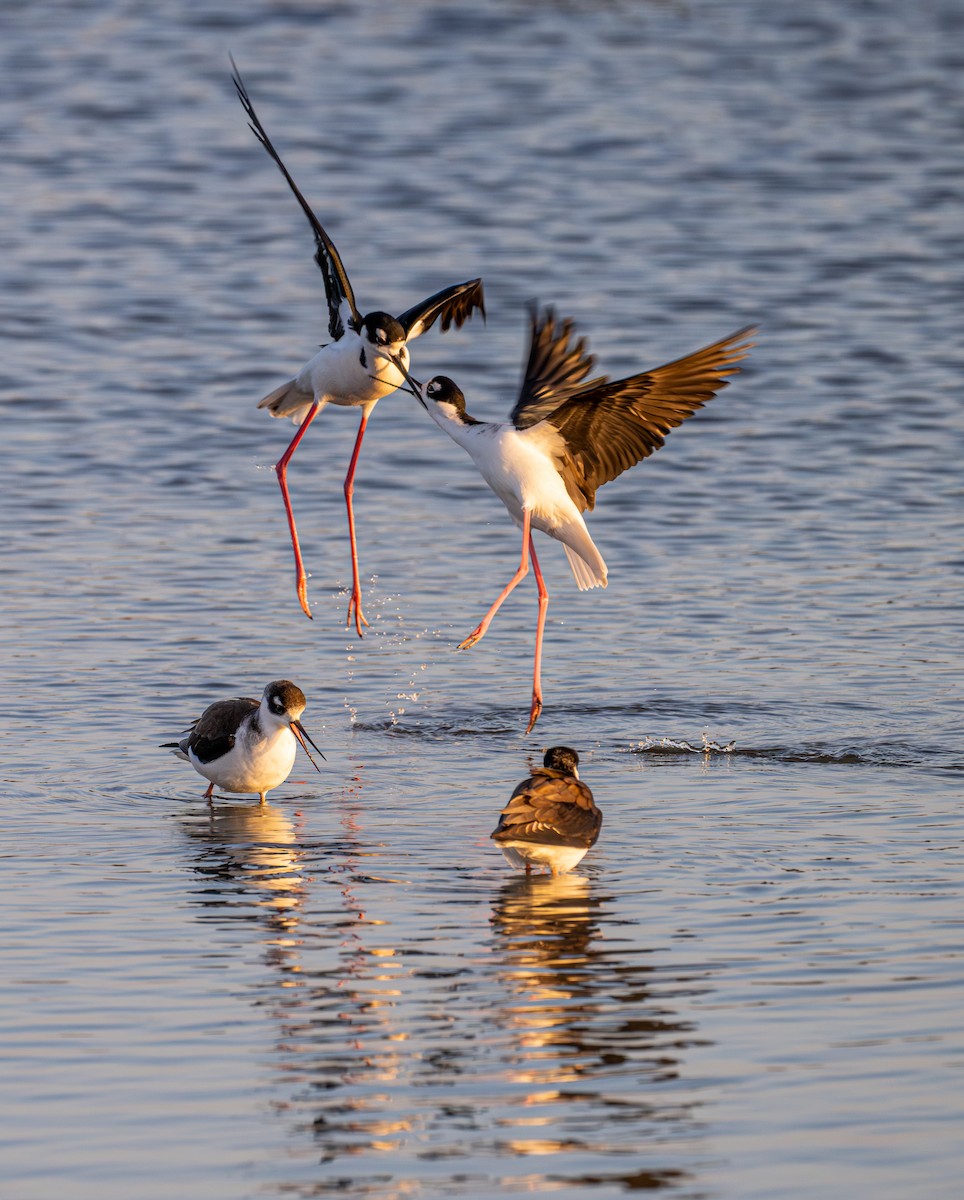 Black-necked Stilt - ML646191162