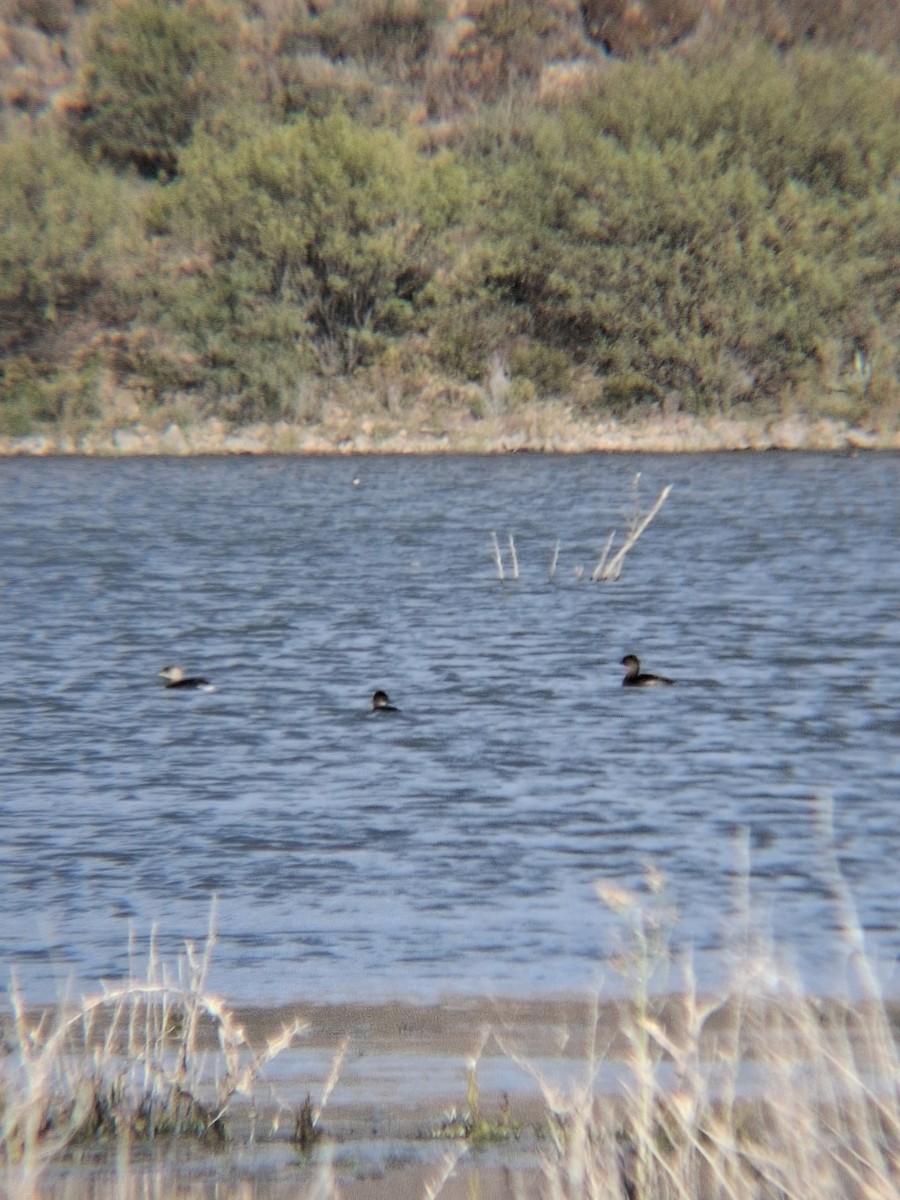 potápka černokrká - ML646191164